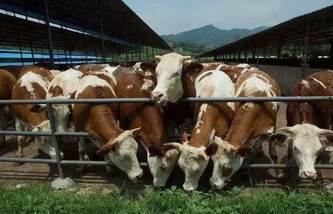 養(yǎng)殖污水處理設(shè)備是如何處理污水并實現(xiàn)排放達標的？